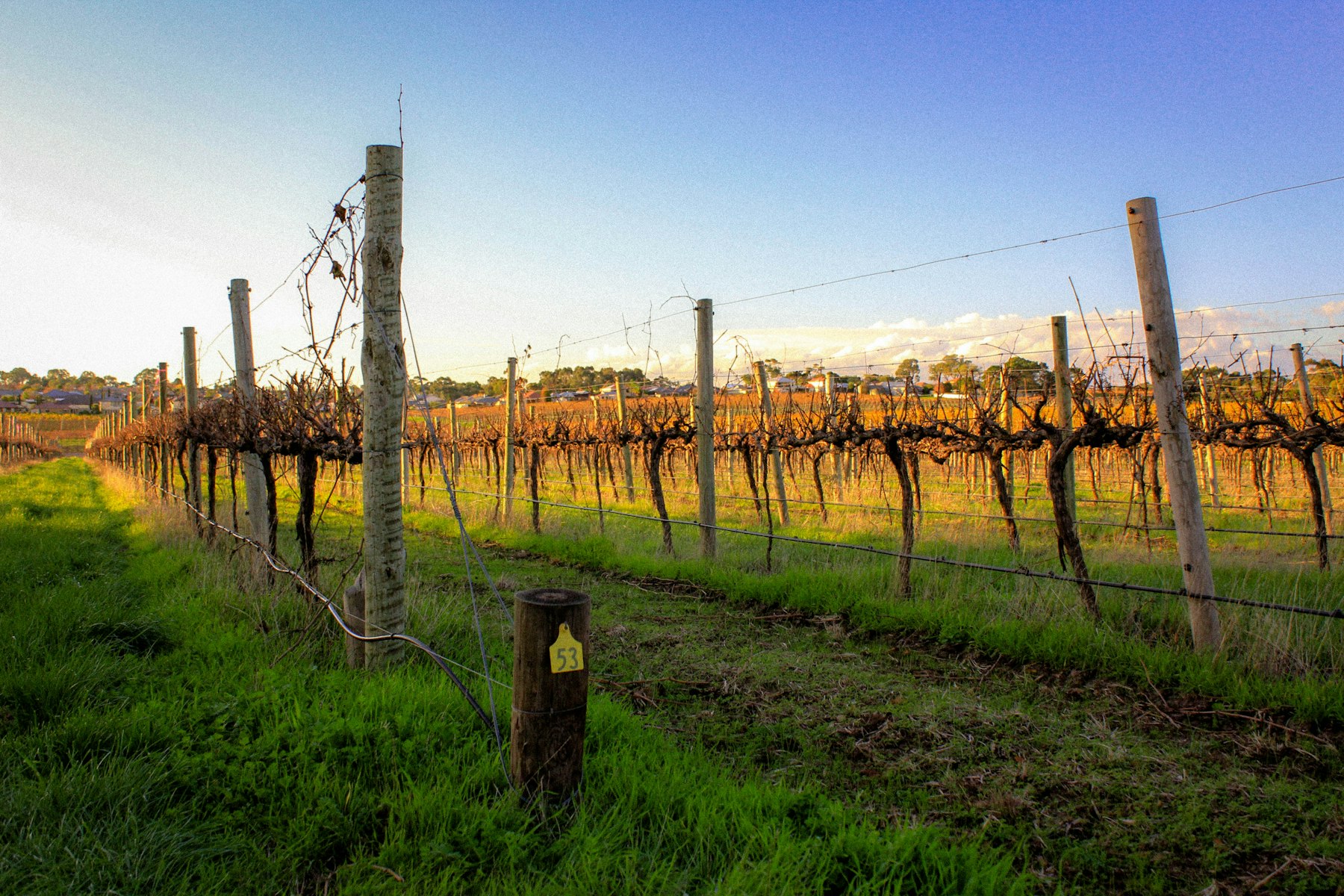Green paddock and rolling hills in the Fleurieu countryside