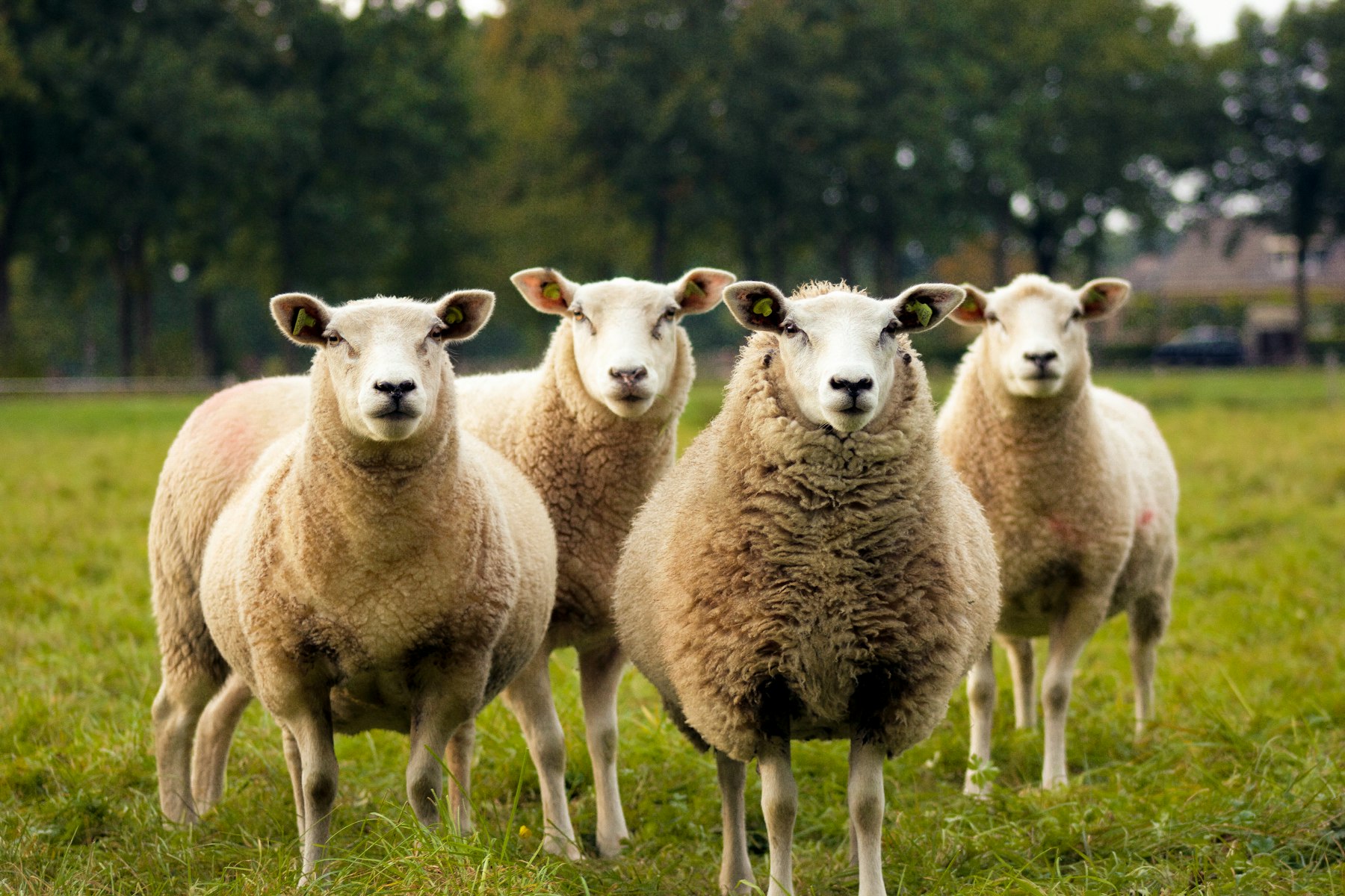 Young lambs in a country paddock