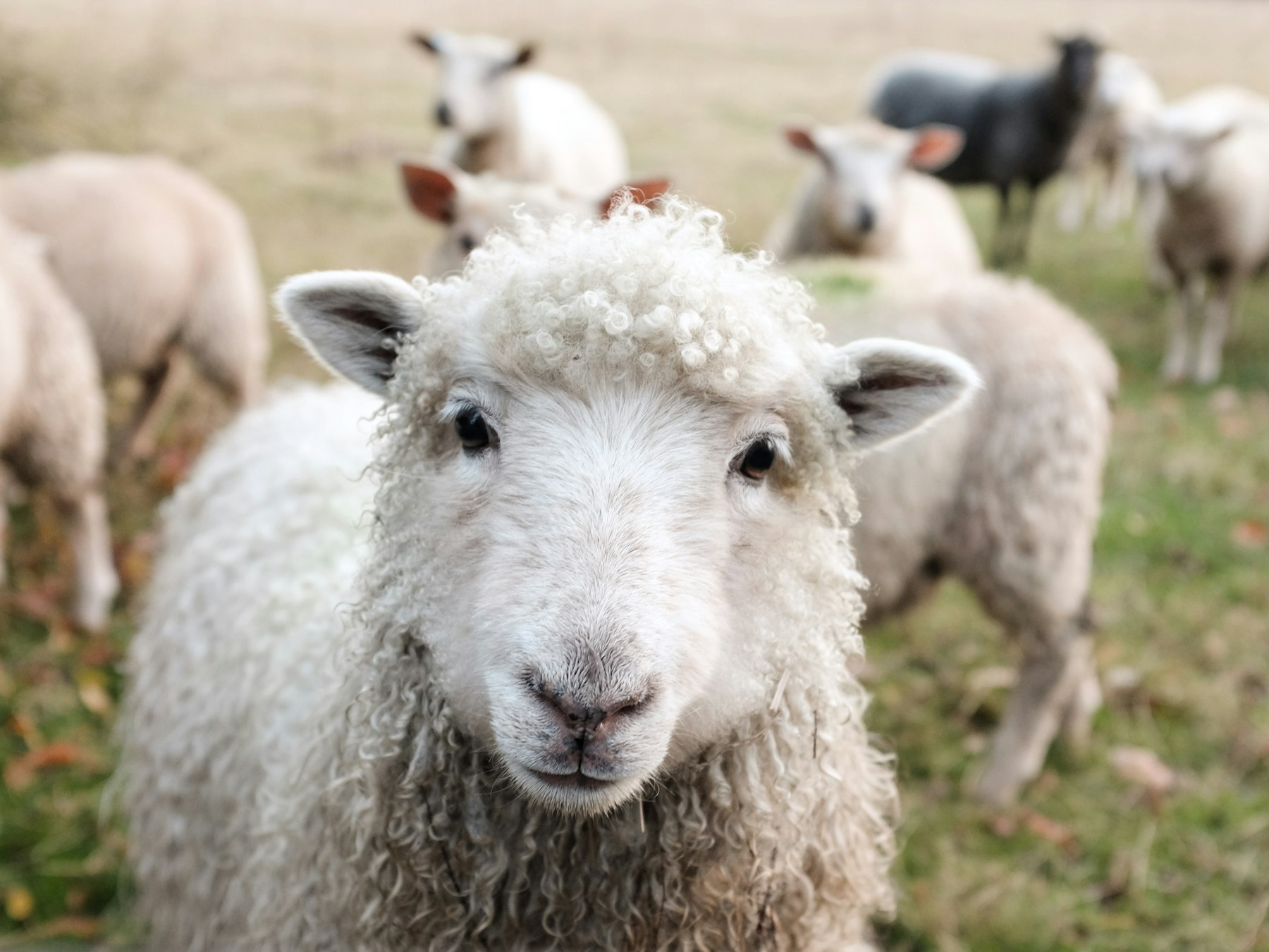 Sheep grazing on a green hillside