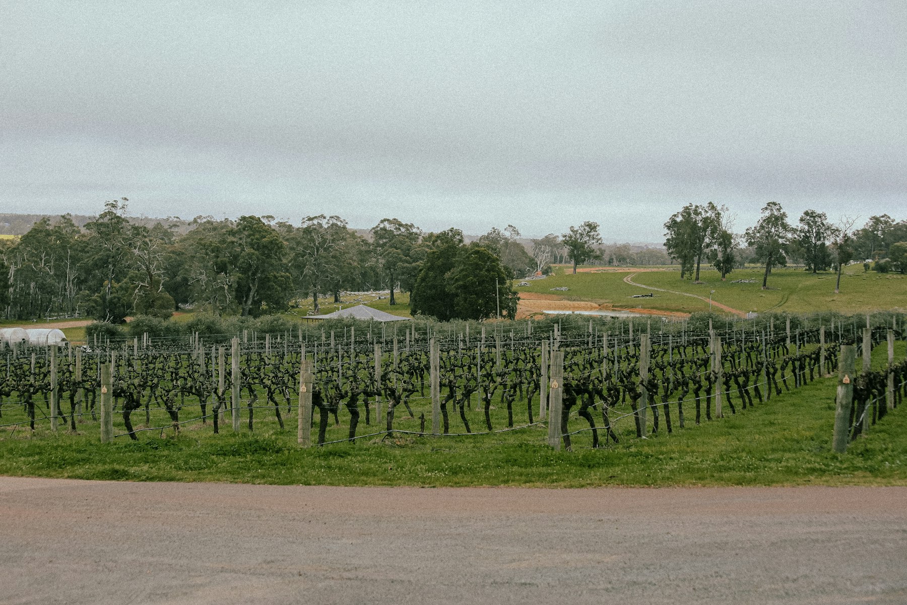 Rows of vines running towards low hills in a wine region
