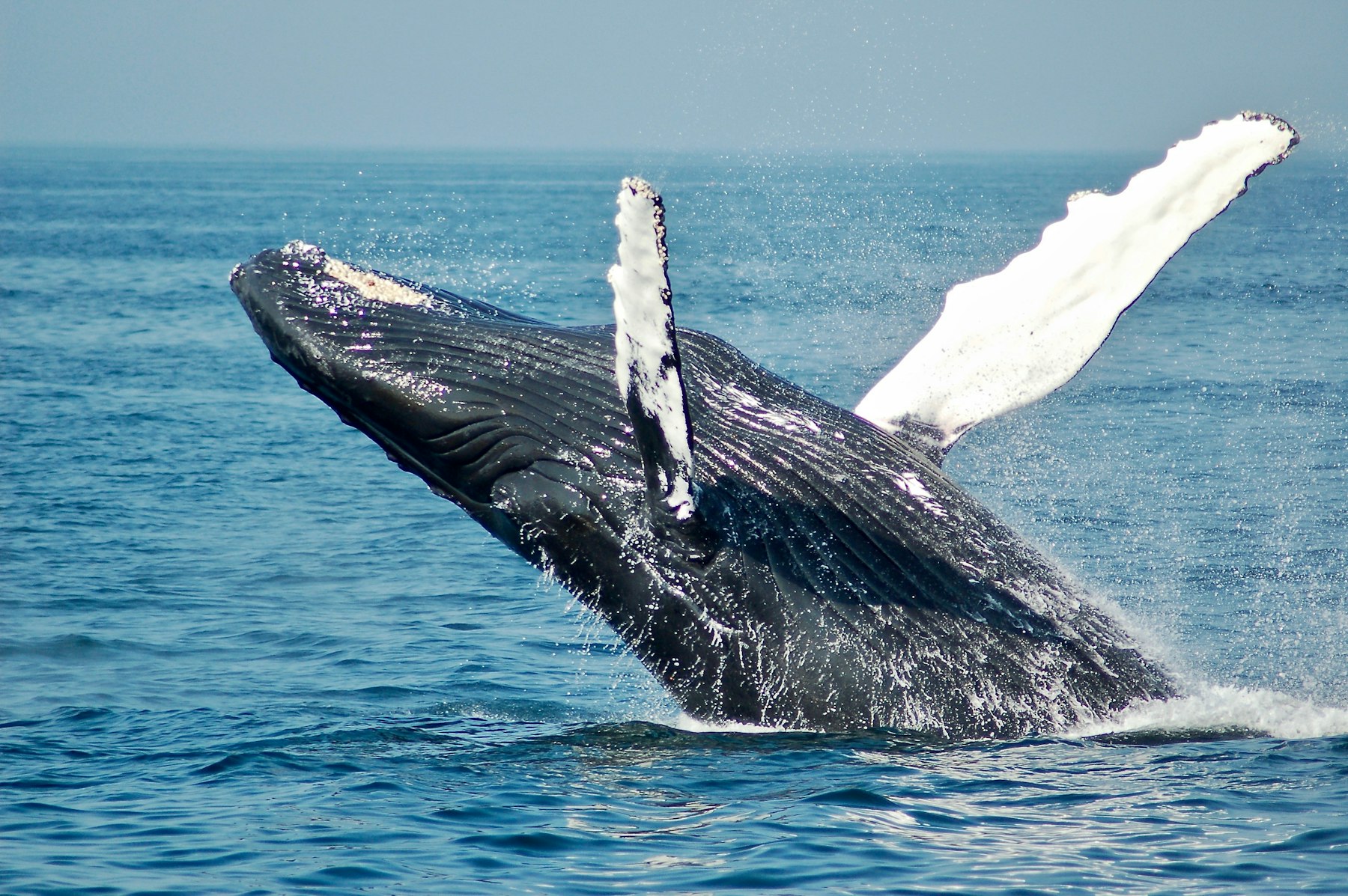 Whale surfacing in calm blue water
