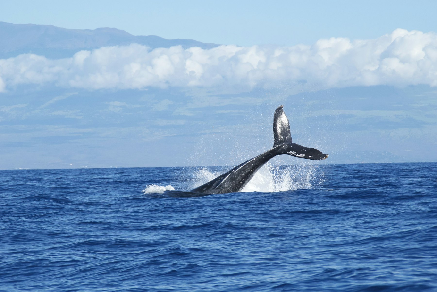 Whale tail rising above the water during whale season